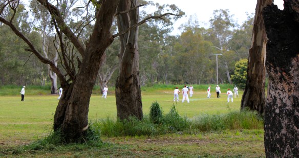 Cricket at Johnny Mullagh Oval